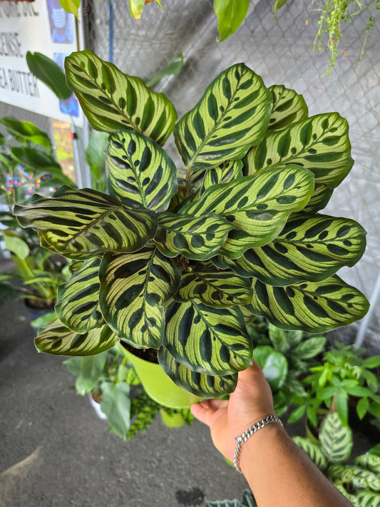 6 inch Pot - XL size Calathea Burle Marxii Prayer Plant "Peacock Plant- Live Plant Online - Calathea Burle Marxii - Beautiful and Elegant Indoor