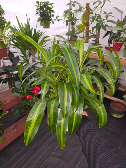 6 inch Pot, 12" ish tall - Dracaena "Hawaiian Sunshine" Palo de Brasil for indoor - Get one similar to picture - Live Plants online