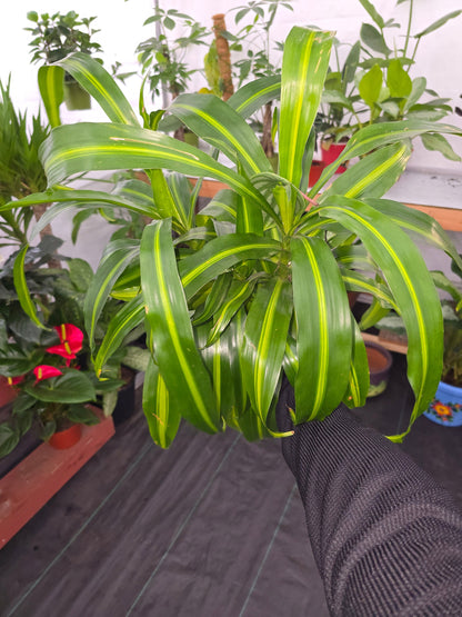 6 inch Pot, 12" ish tall - Dracaena "Hawaiian Sunshine" Palo de Brasil for indoor - Get one similar to picture - Live Plants online