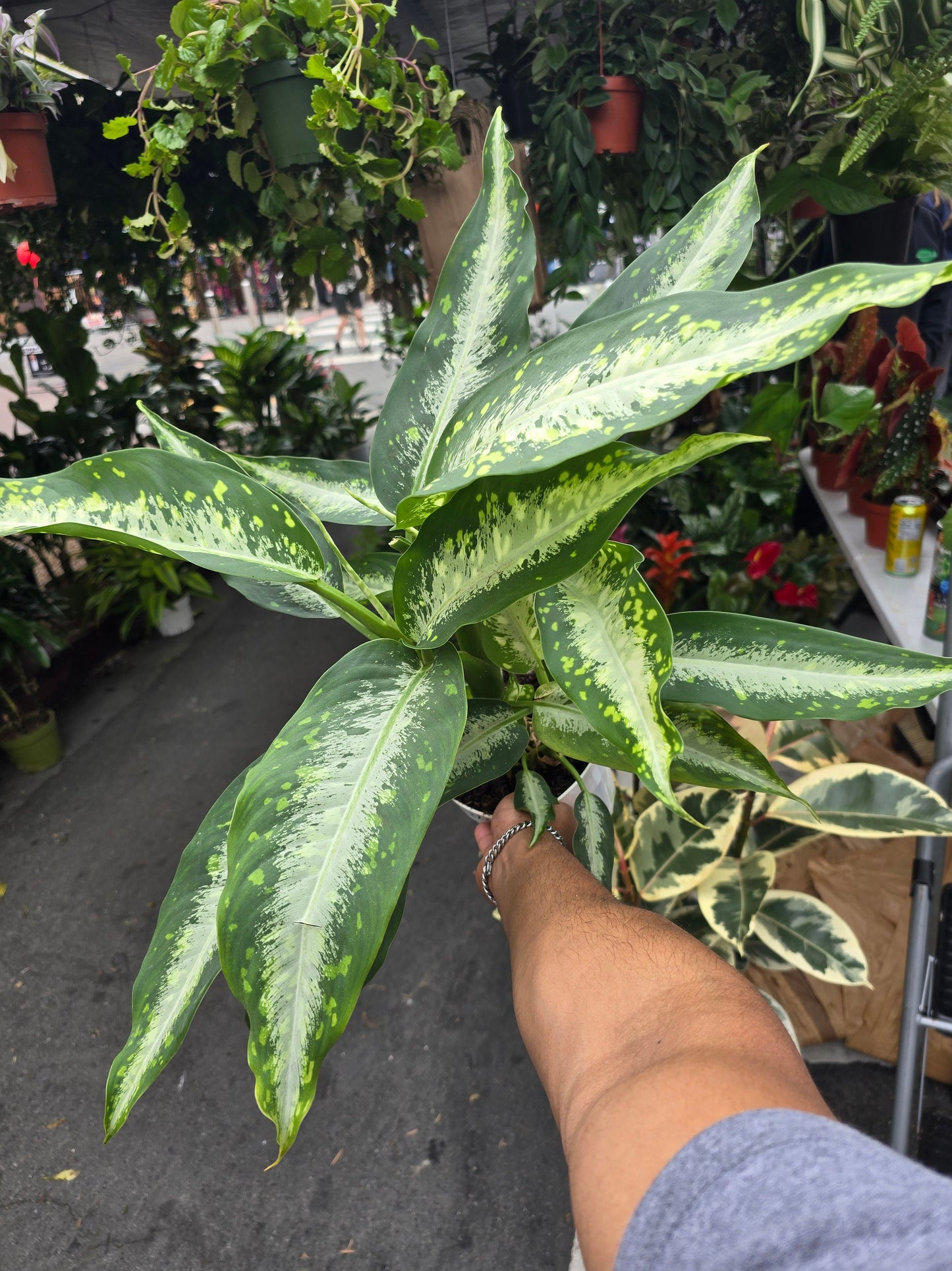 6 inch Pot -XL  Dieffenbachia 'Panther' has large leaves marked with silver streaks and random lighter green speckles and spots - Get similar