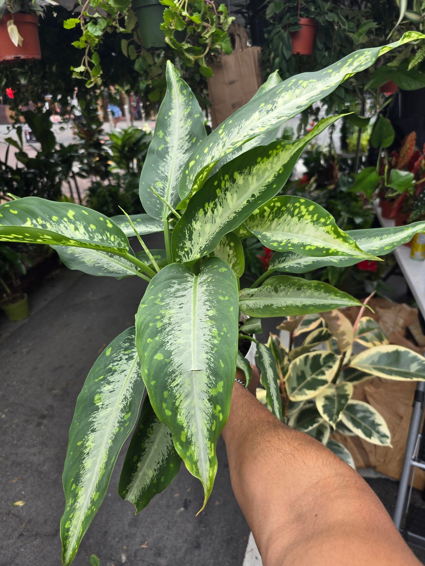 6 inch Pot -XL  Dieffenbachia 'Panther' has large leaves marked with silver streaks and random lighter green speckles and spots - Get similar