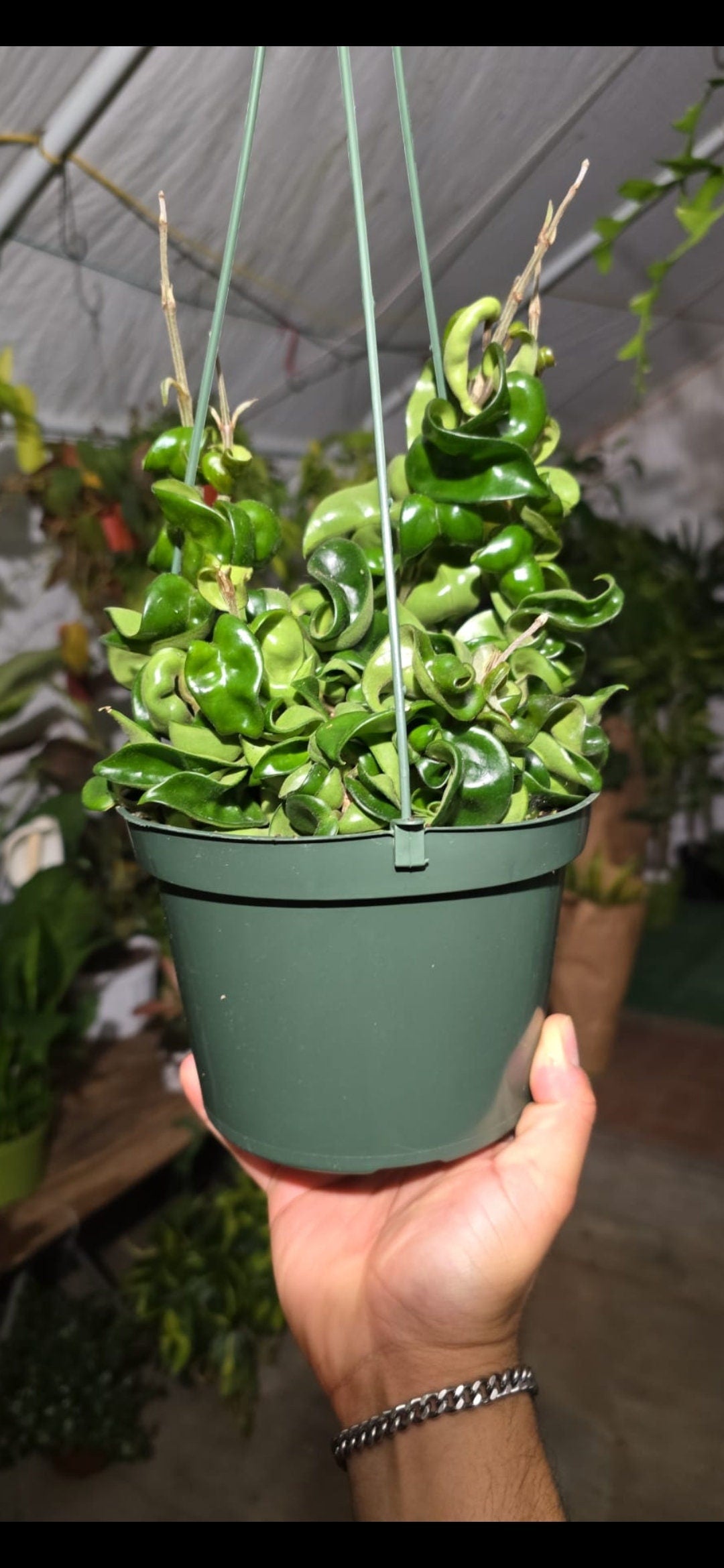 6 inch pot - Hoya Compacta aka Hoya Hindu Rope in Hanging Pot Live Hoya Plant Air-Purifying Plant Hoya Compacta - Get similar as picture