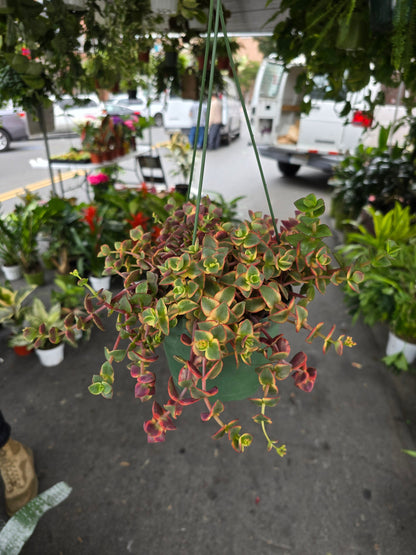 6 inch Pot-Calico Kitten Hanging Succulent, Crassula Pellucida Variegata - Get similar to picture