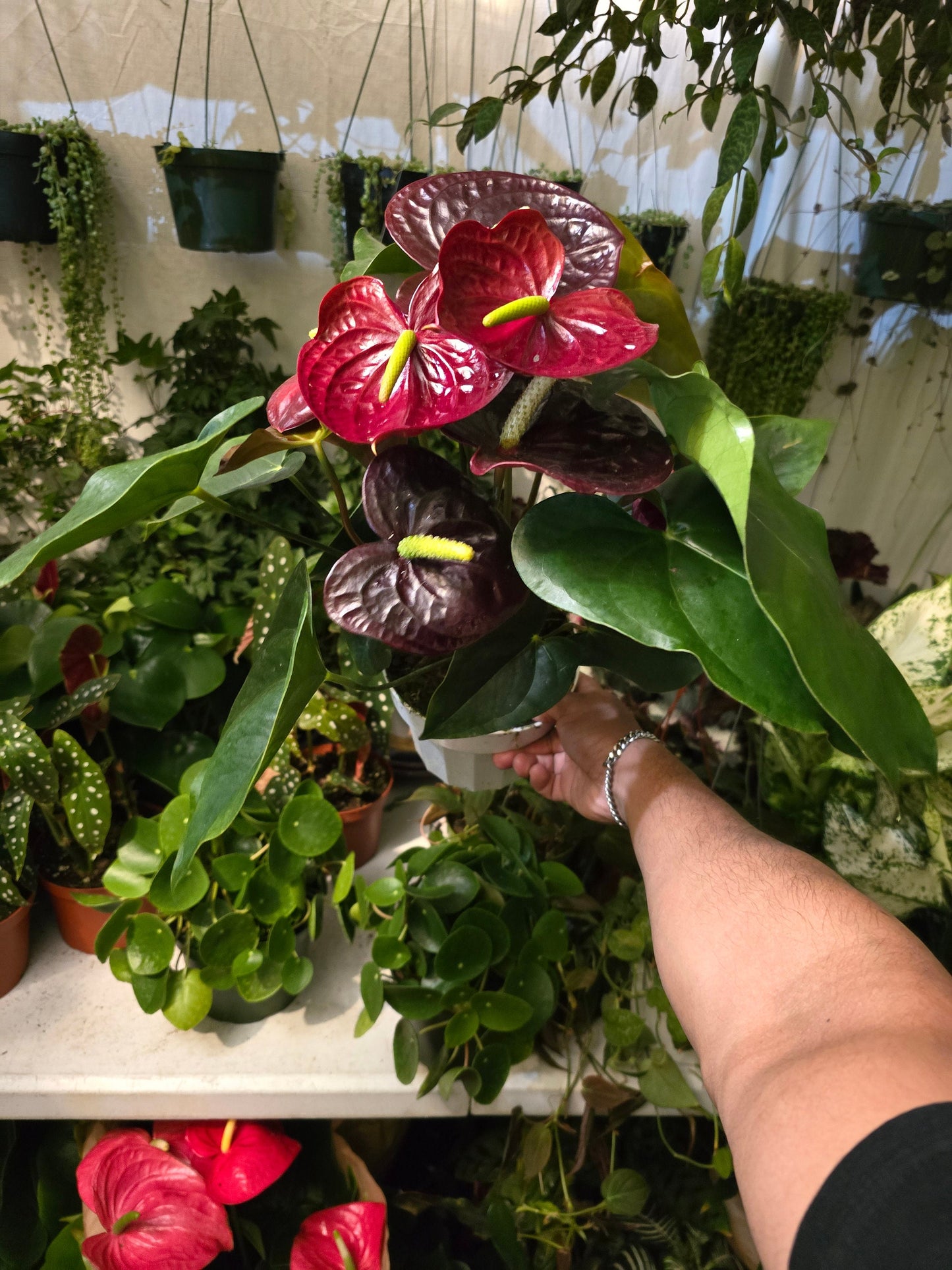 6 inch Pot- 12" tall XL plant Red Wine  Anthuriums Lace Leaf Bushy Live Indoor Plant easy care