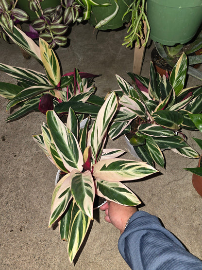 6 inch Pot- Live Stromanthe Trio Star Plant, Prayer Plant, Plant Pot for Home and Garden Decor - Get similar to the picture