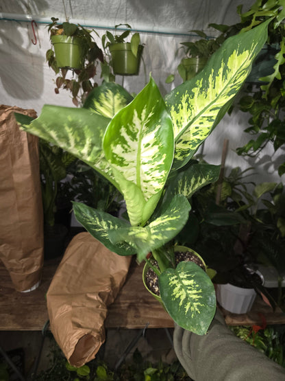 6 inch Pot- Big 2 ft. tall Dieffenbachia Dumb Cane Indoor Plant easy care air Purifier- Get similar to picture!