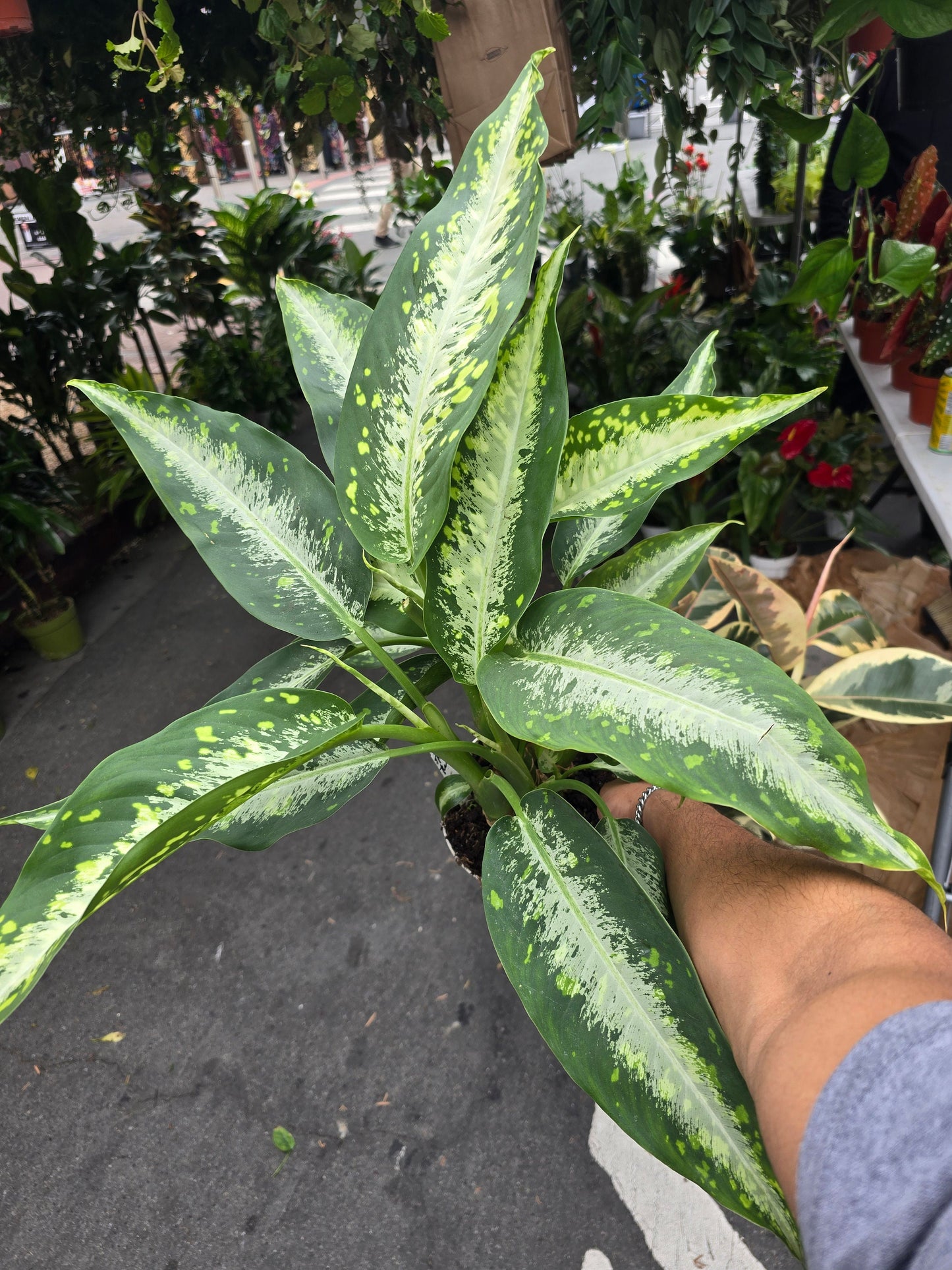 6 inch Pot -XL  Dieffenbachia 'Panther' has large leaves marked with silver streaks and random lighter green speckles and spots - Get similar