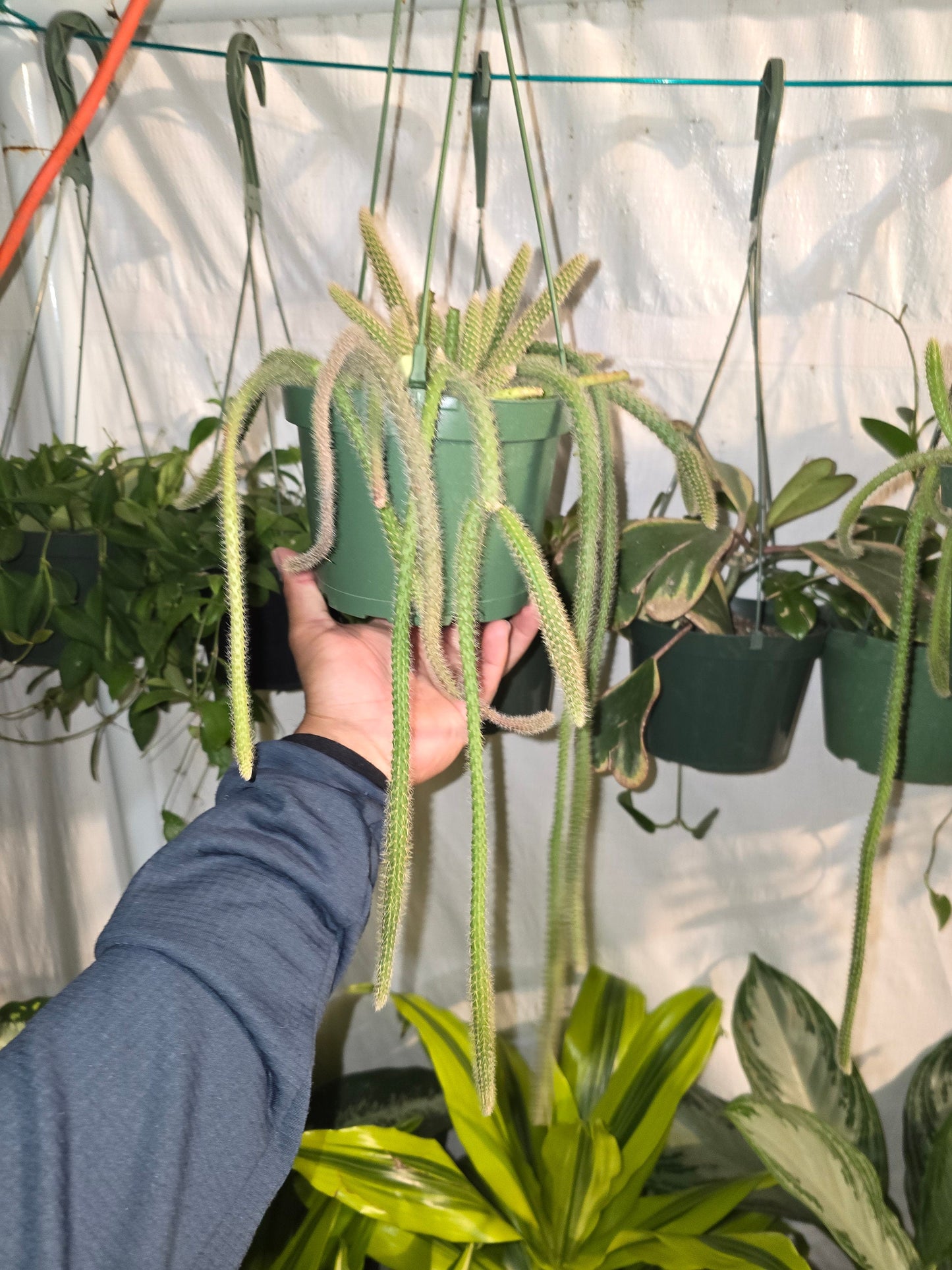 6"Pot-aporocacactus flagelliformis RAT tail Cactus Gives flowers on Spring/Summer- Get similar to pic