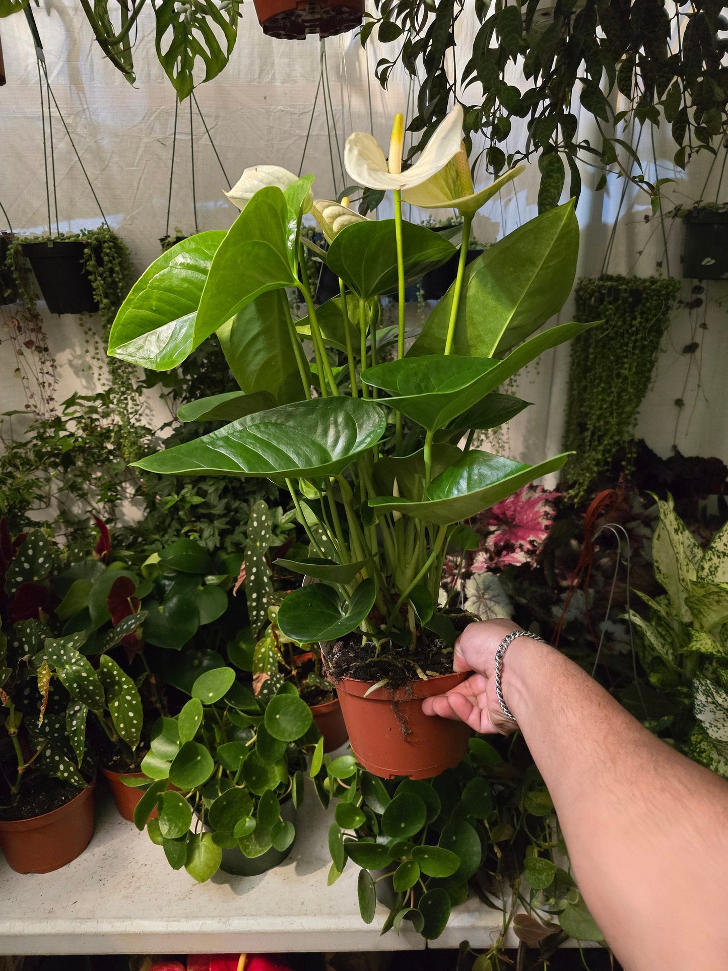 6 inch Pot- 12" tall XL plant White Anthuriums Lace Leaf Bushy Live Indoor Plant easy care