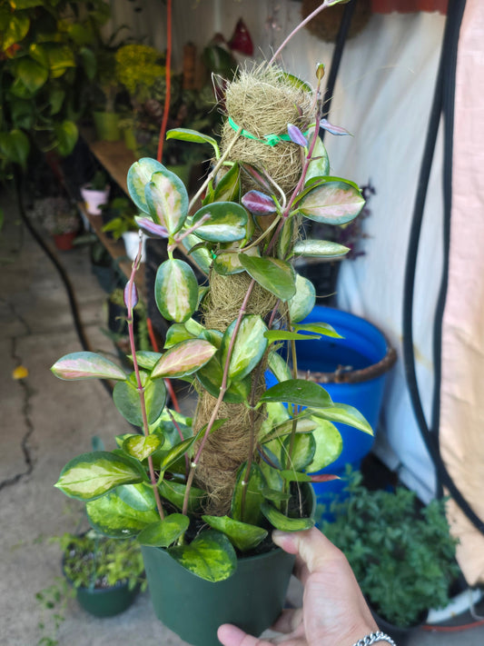 6 inch Pot- *Rare* Hoya Australis with moss pole-  Get similar to the picture