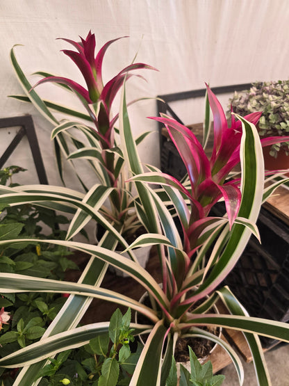 6 inch Pot- XL- 2 ft -Variegated Bromeliad Guzmania - aka Purple Stripes -Variegated Foliage - Beautiful indoor plant - Get similar to the picfue