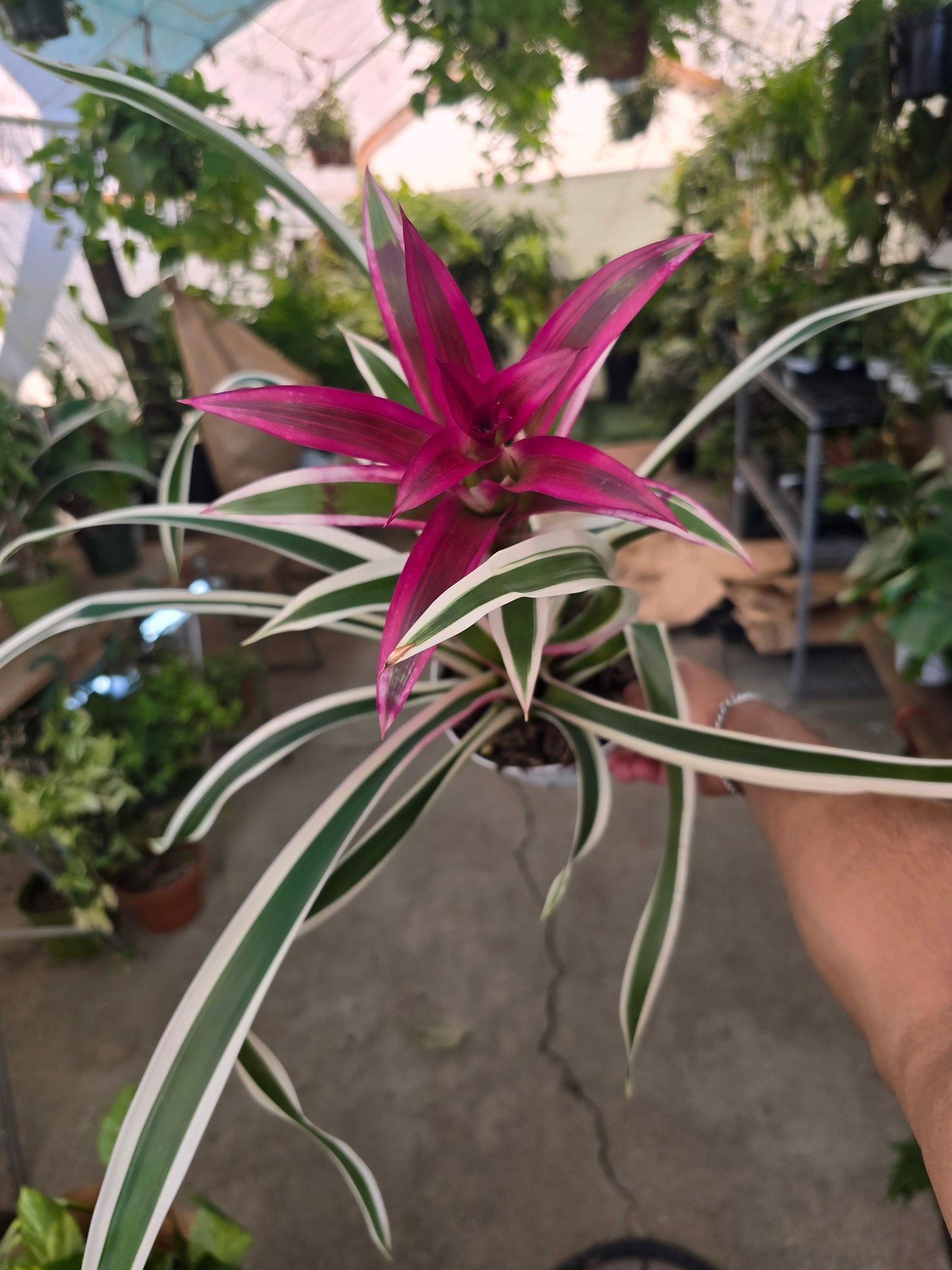 6 inch Pot- XL- 2 ft -Variegated Bromeliad Guzmania - aka Purple Stripes -Variegated Foliage - Beautiful indoor plant - Get similar to the picfue