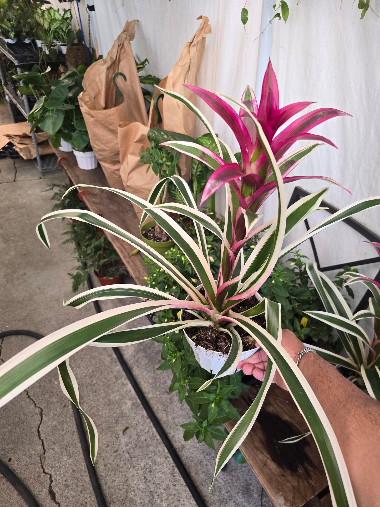 6 inch Pot- XL- 2 ft -Variegated Bromeliad Guzmania - aka Purple Stripes -Variegated Foliage - Beautiful indoor plant - Get similar to the picfue