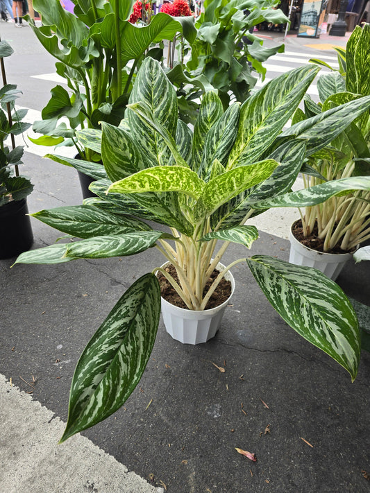 6 inch  Pot-XL plant Aglaonema Golden Madonna, Variegated, Easy Care Houseplant, Air-Purifying Indoor Plant - Get similar to the picture