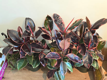 8" Pot - 2.5ft tall XL size Ficus elastica "Ruby" Variegated Rubber Tree - Get one similar to picture