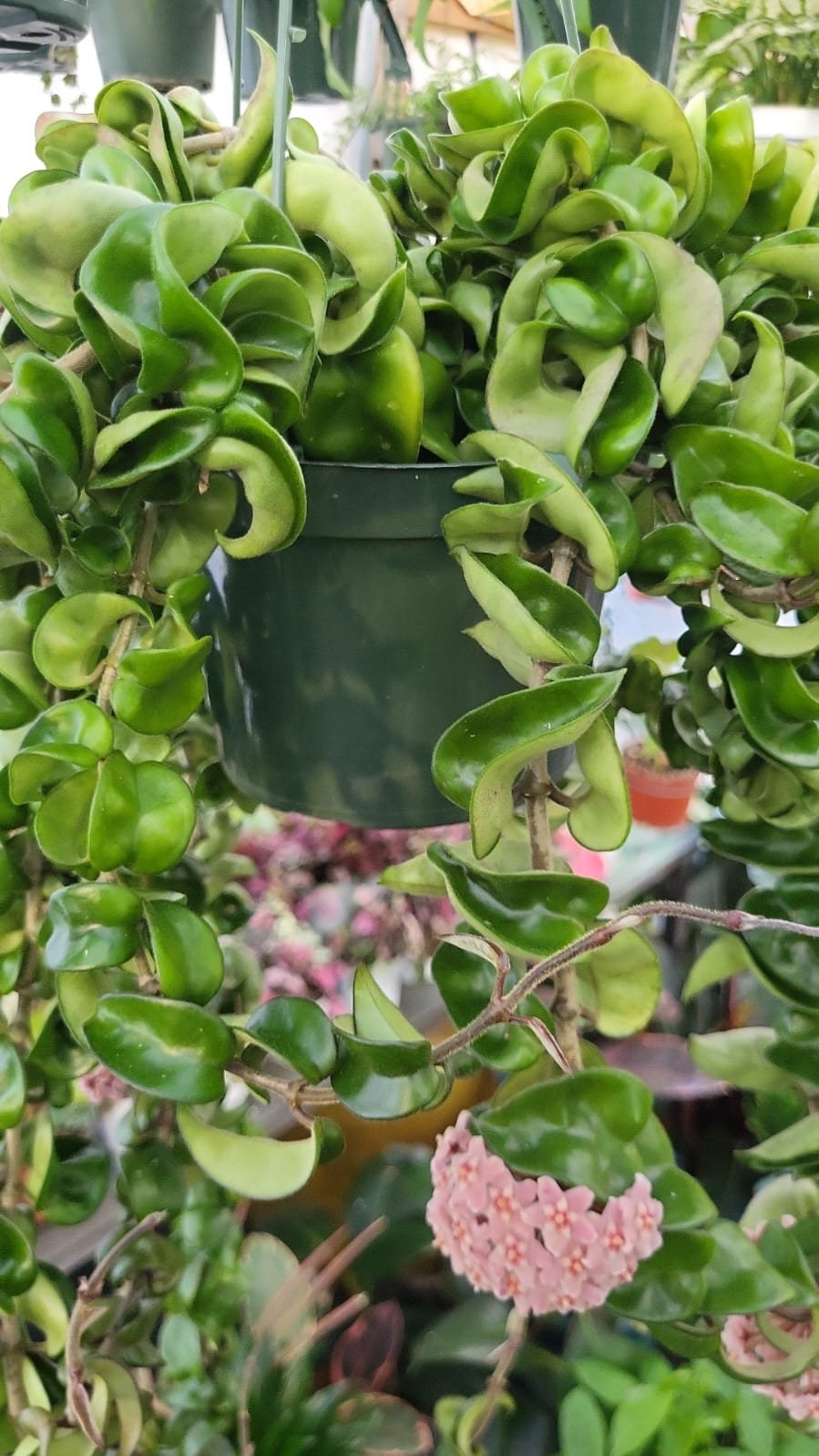 6 inch pot Giant Plant- Hoya Compacta aka Hoya Hindu Rope in Hanging Pot Live Hoya Plant Air-Purifying Plant Compacta - Get similar as picture!