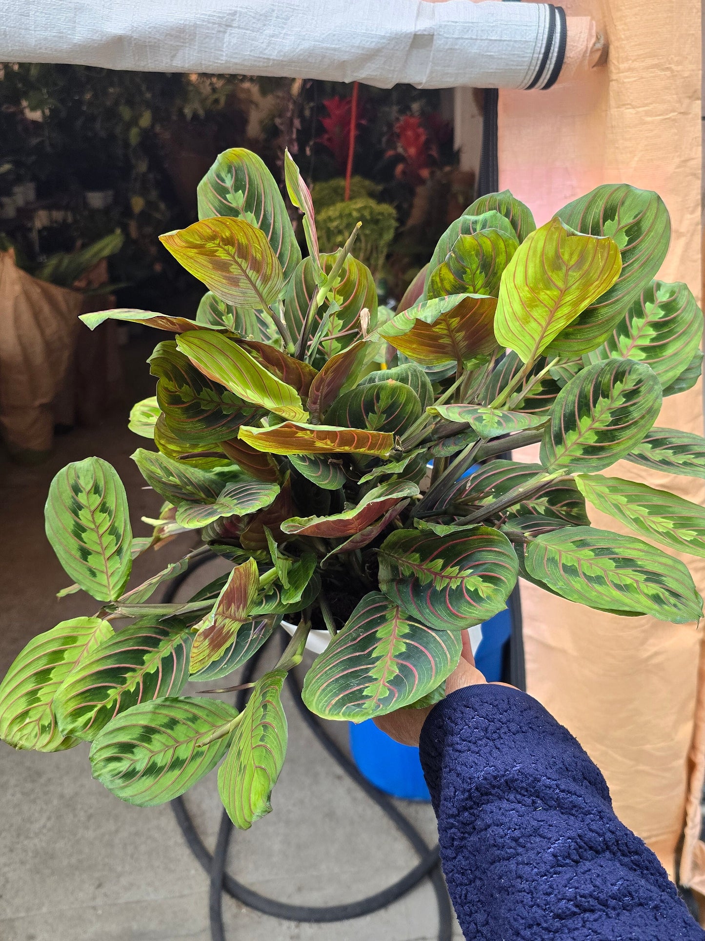 8 inch Pot - XL Jumbo Thorsen's Greenhouse Live Red Prayer Plant, Marantha Leuconeura, Live Indoor Plant, 6" Diameter Pot