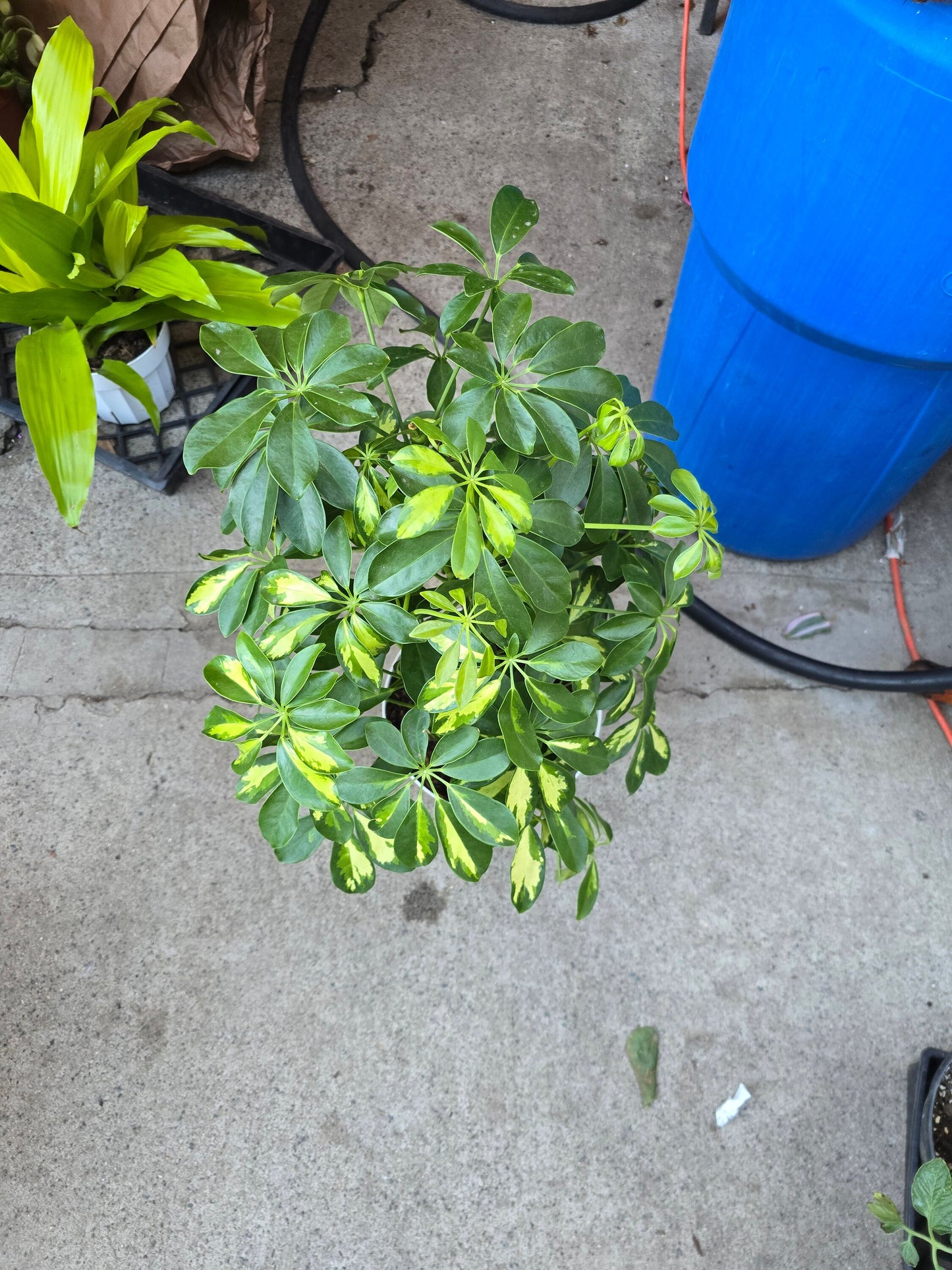 8 inch pot 25-30" ish tall -Schefflera Arboricola 'Gold Capella', air Purifier great indoor small tree- Get similar to the picture