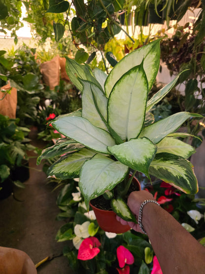 6 inch Pot - Super White Dieffenbachia, Indirect Sunlight, - Indoor outdoor - Air Purifier- get similar to the picture