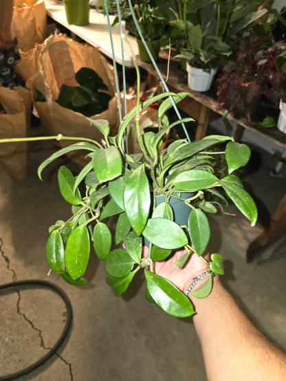 6 inch pot - Hoya Carnosa Green - Gives beautiful flowers- low maintenance easy care - Get similar to the picture