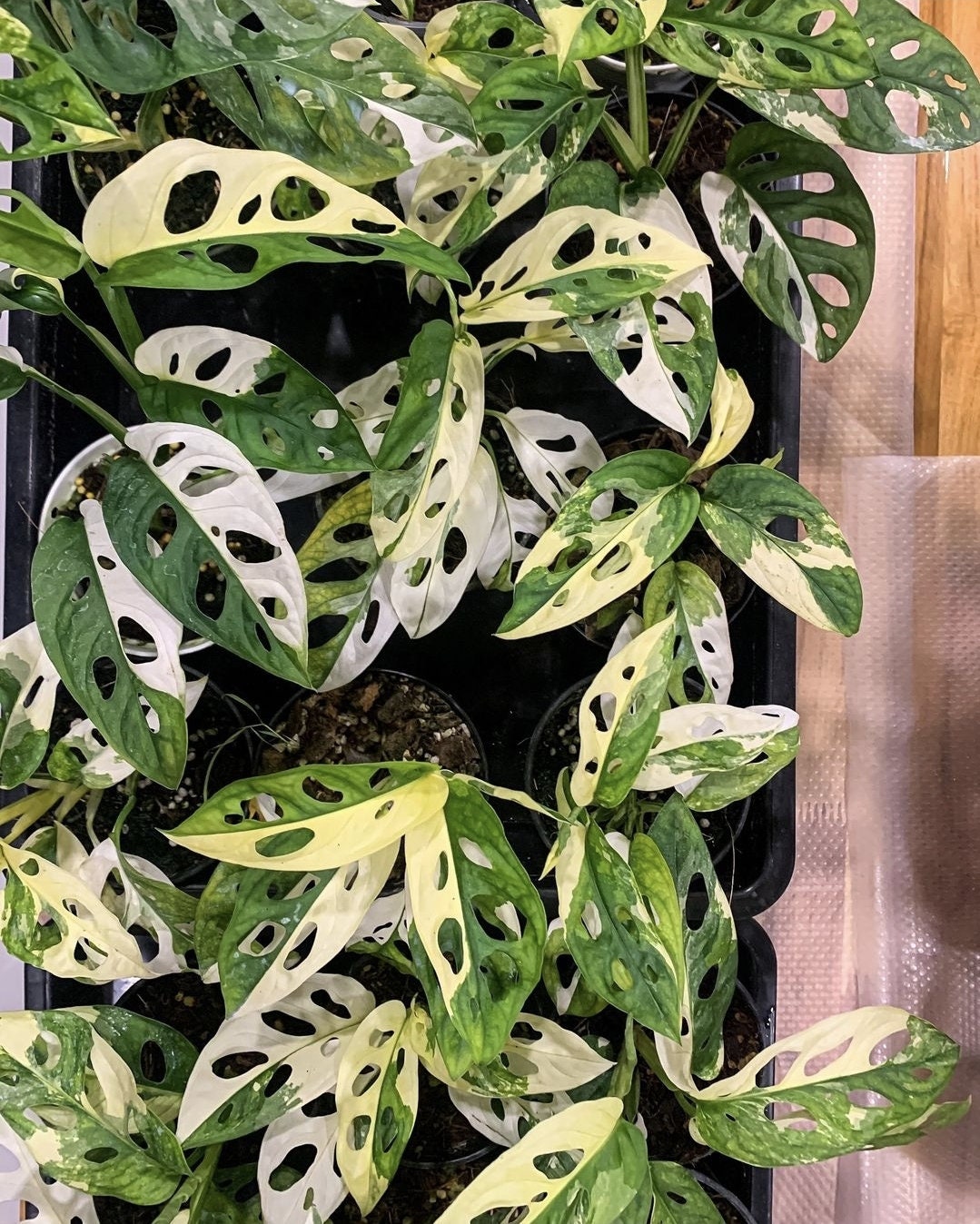 (UG-01)Rooted in moss - Monstera Cheese plant Adansonii Albo(green, white) - Get similar to the picture 5+ leaves, most likely ship ASAP, in USA