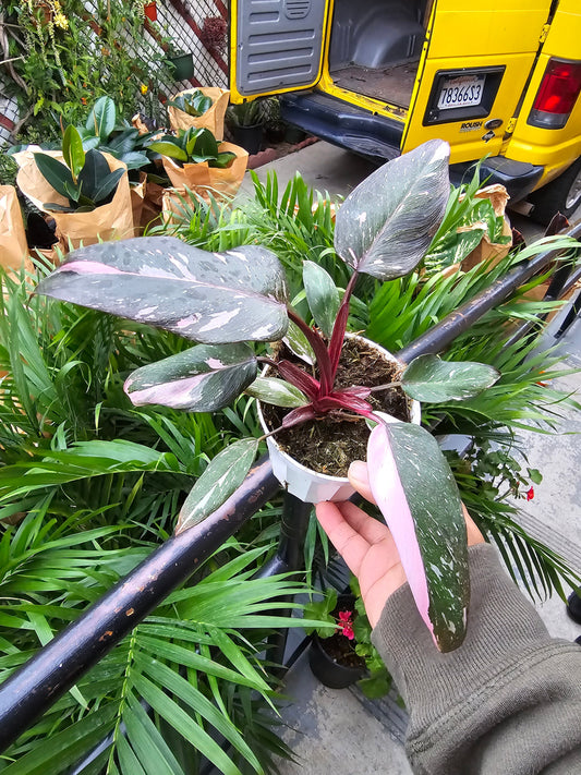 4 inch Pot- Pink Princess Philodendron- Get similar to the picture