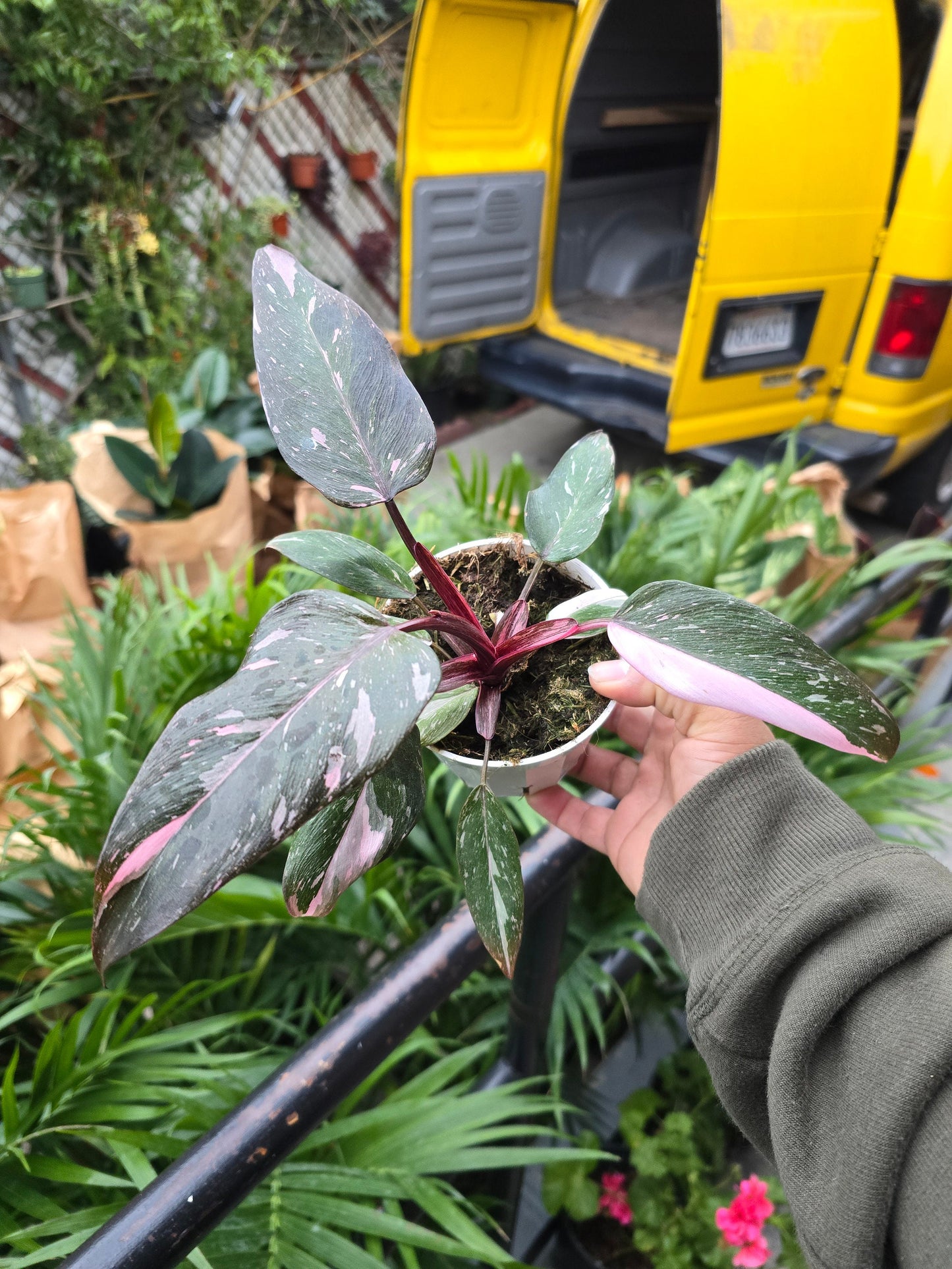 4 inch Pot- Pink Princess Philodendron- Get similar to the picture