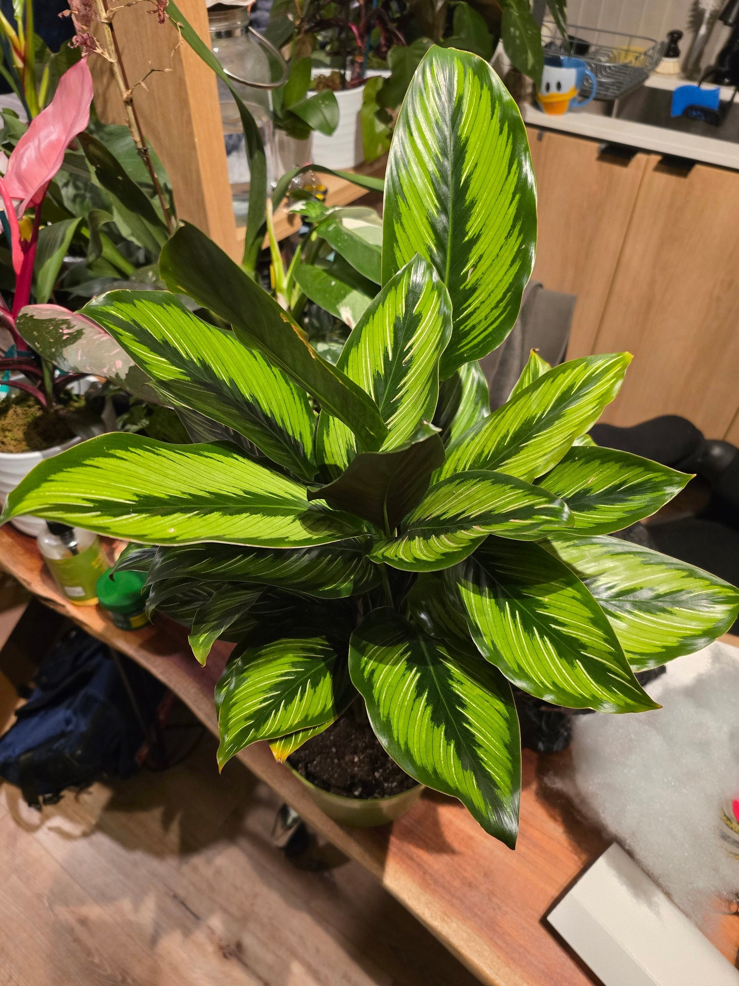 6 inch Pot - Calathea Beauty Star Air Purifier Beautiful green plant - get similar to picture