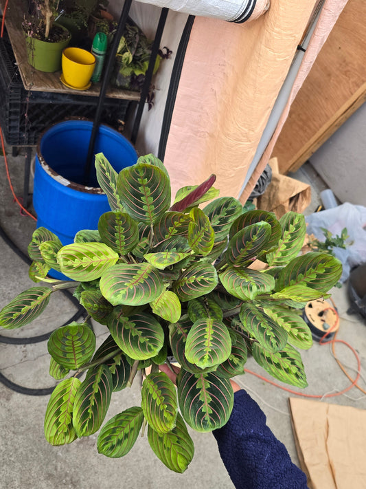 6 inch Pot - Red Prayer Plant, Red Marantha, Popular and Attractive houseplant - Get similar to the picture