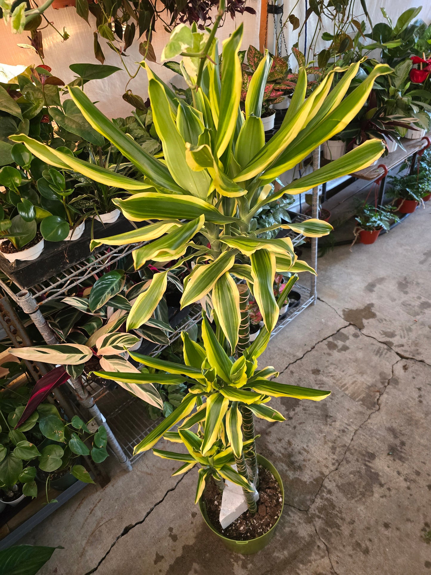 10 Inch Pot - XL 4 ft tall Dracaena Del Sol - Variegated Corn Plant-easy care , low light - Get similar to the picture