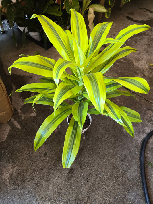 6 inch Pot - 2 ft Gold Dracaena (Dracaena sanderiana ‘Gold’) Elegant Indoor- Get similar to the picture