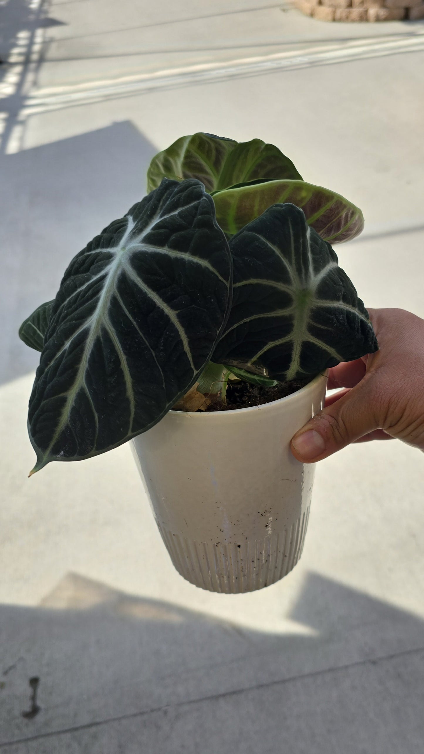 4 inch pot - Mythic Ninja Alocasia (Jewel Alocasia) - Get similar