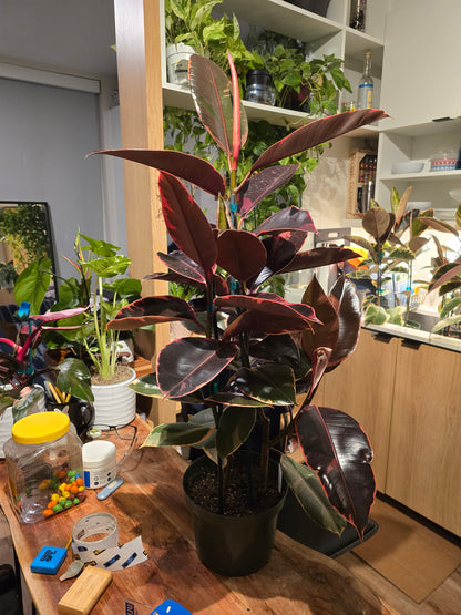 8" Pot - 2.5ft tall XL size Ficus elastica "Ruby" Variegated Rubber Tree - Get one similar to picture