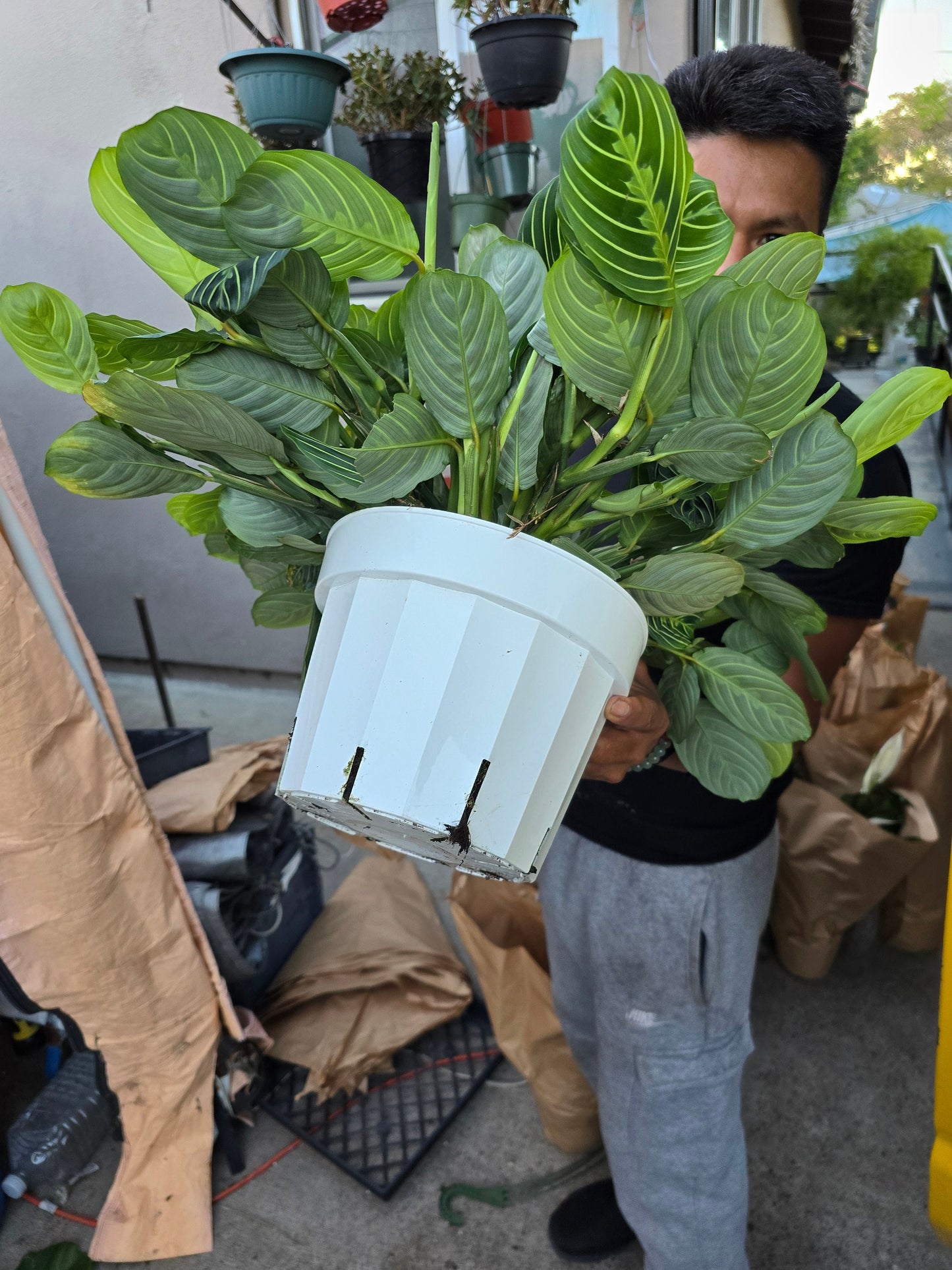 8" Pot - XL Jumbo Thorsen's Greenhouse Live Lemon Lime Prayer Plant, Marantha Leuconeura, Live Indoor Plant, 8" hanging - Get similar