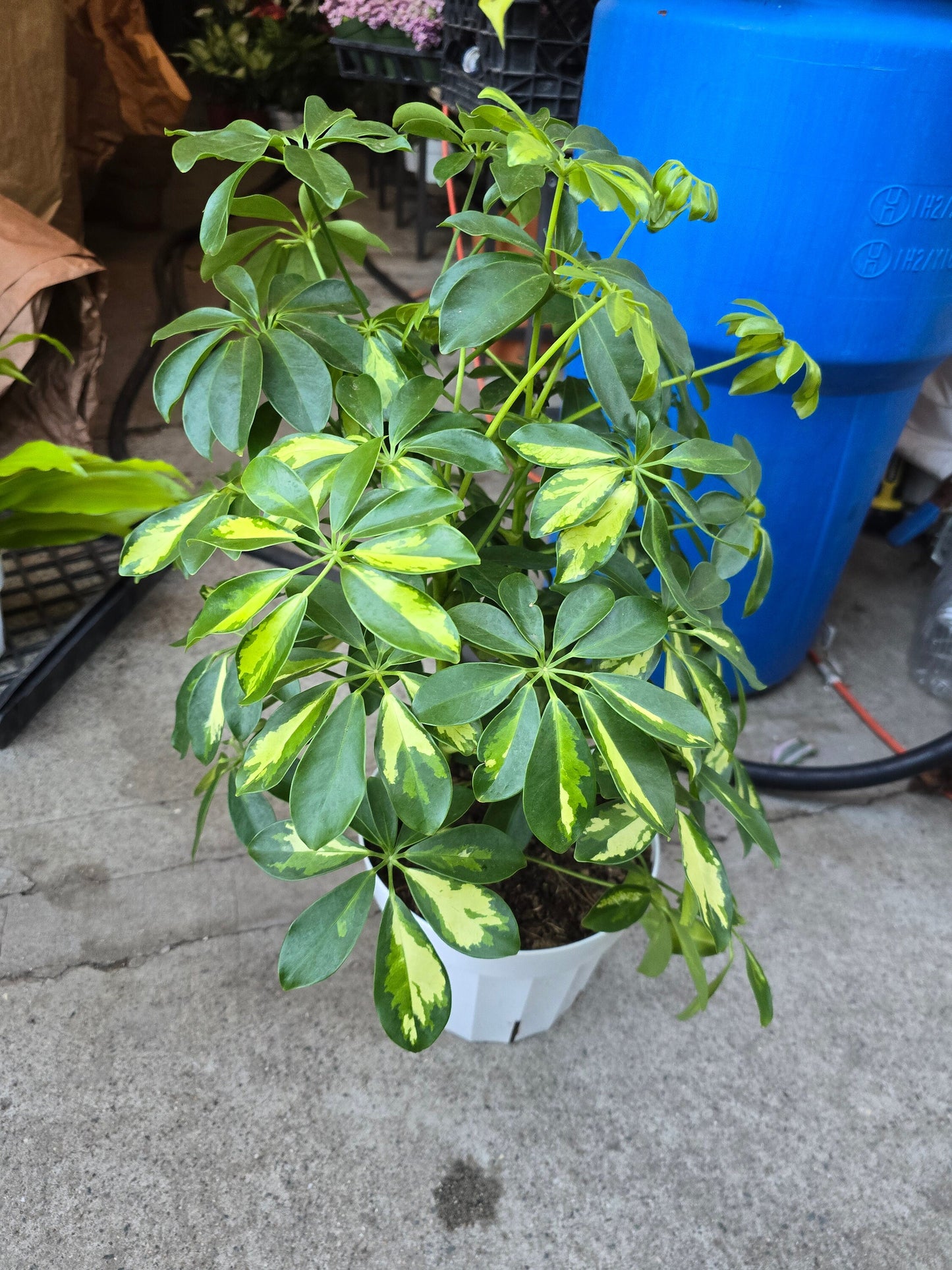 8 inch pot 25-30" ish tall -Schefflera Arboricola 'Gold Capella', air Purifier great indoor small tree- Get similar to the picture