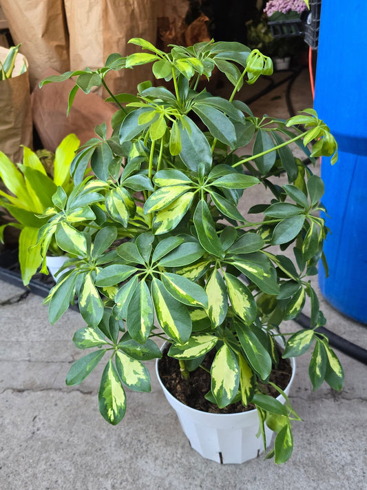 8 inch pot 25-30" ish tall -Schefflera Arboricola 'Gold Capella', air Purifier great indoor small tree- Get similar to the picture