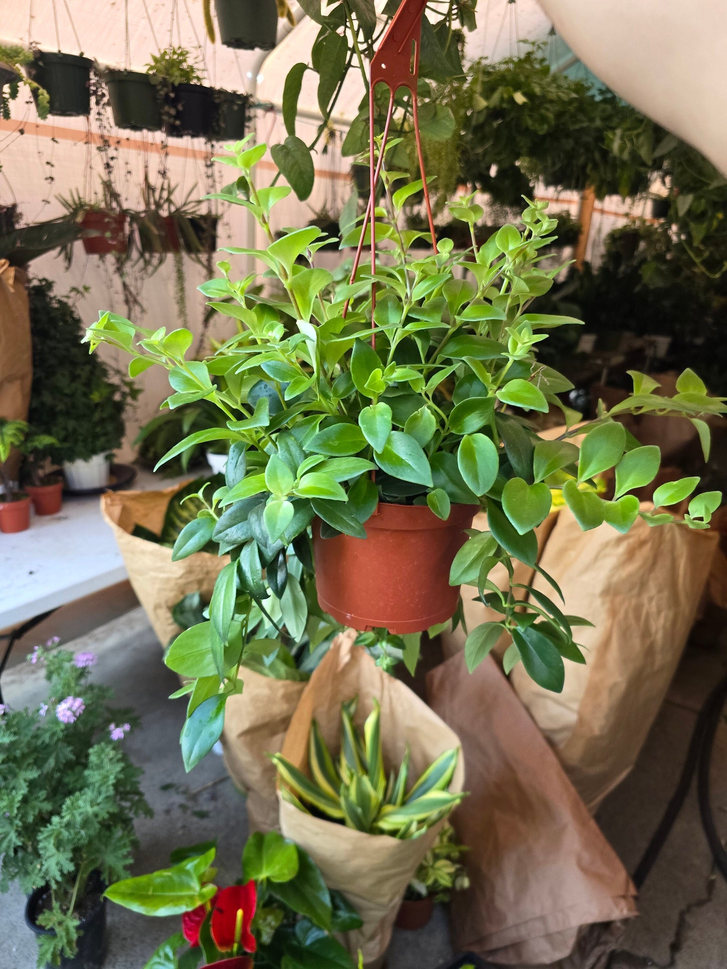 6 inch pot -Premium Goldfish Plant,(Nematanthus ‘Shady Lady Marlene) super green shiny color, Indoor outdoor - Get similar to the picture