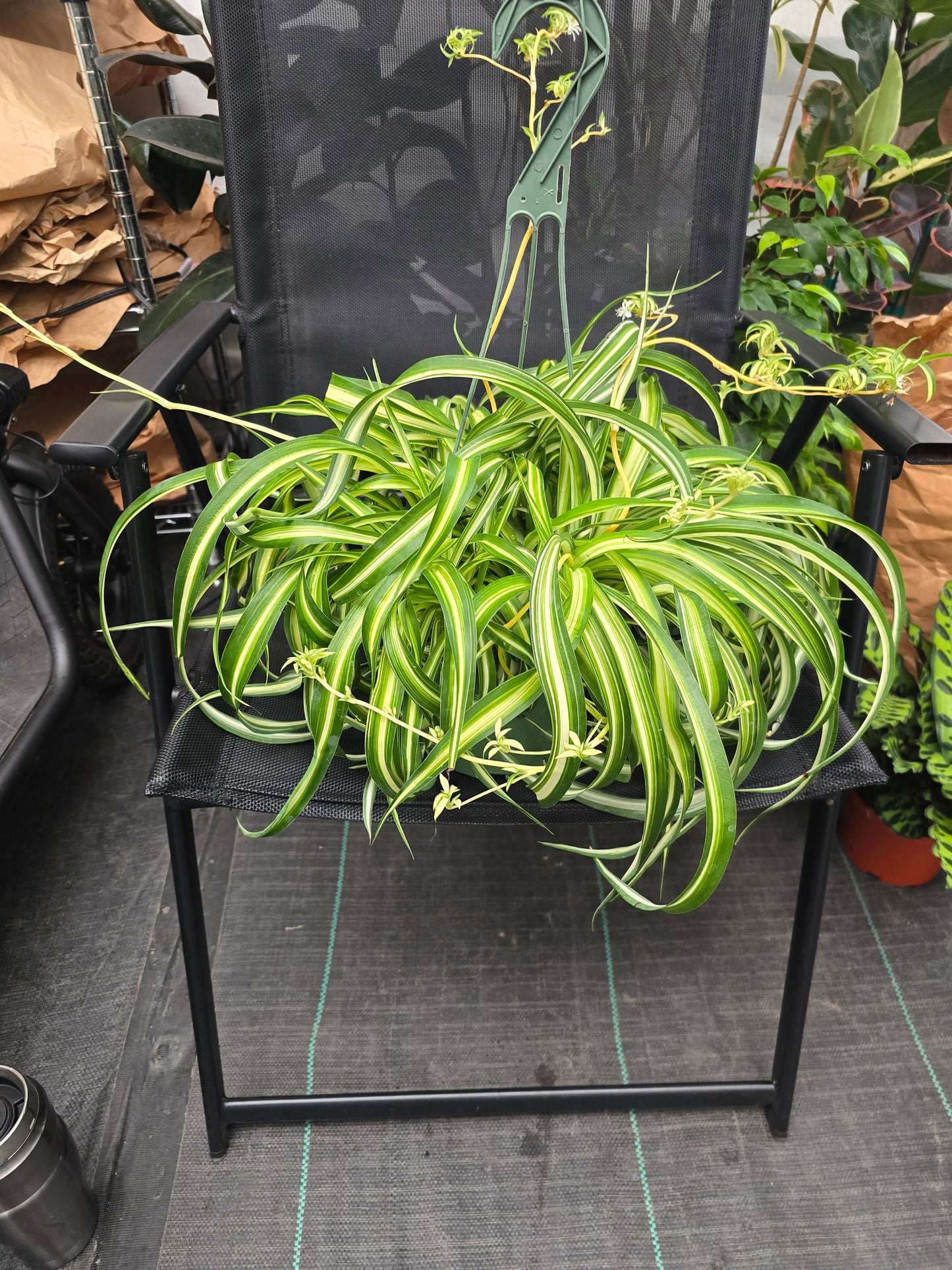 6 inch pot - Bonnie Curly Spider Plant - Live Tropical Houseplant, Perfect for Indoor/Outdoor Home and Office Decoration, Easy Care -Get similar