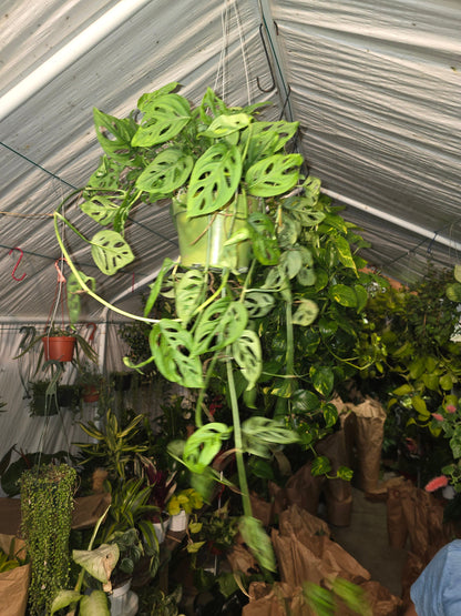 6 inch pot -long Monstera adansonii, swiss cheese Live plant hanging pot - indoor shadow plant - Get similar as picture