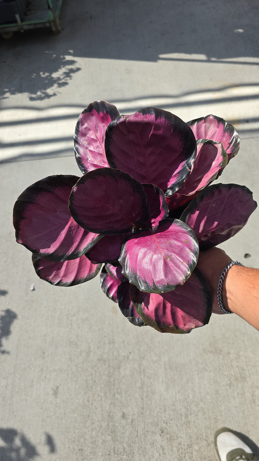 6 inch pot - Calathea purple 'Rosy' - Get similar to the picture