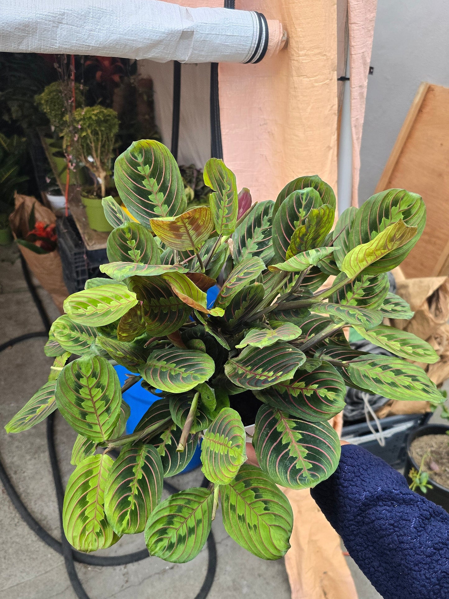 6 inch Pot - Red Prayer Plant, Red Marantha, Popular and Attractive houseplant - Get similar to the picture