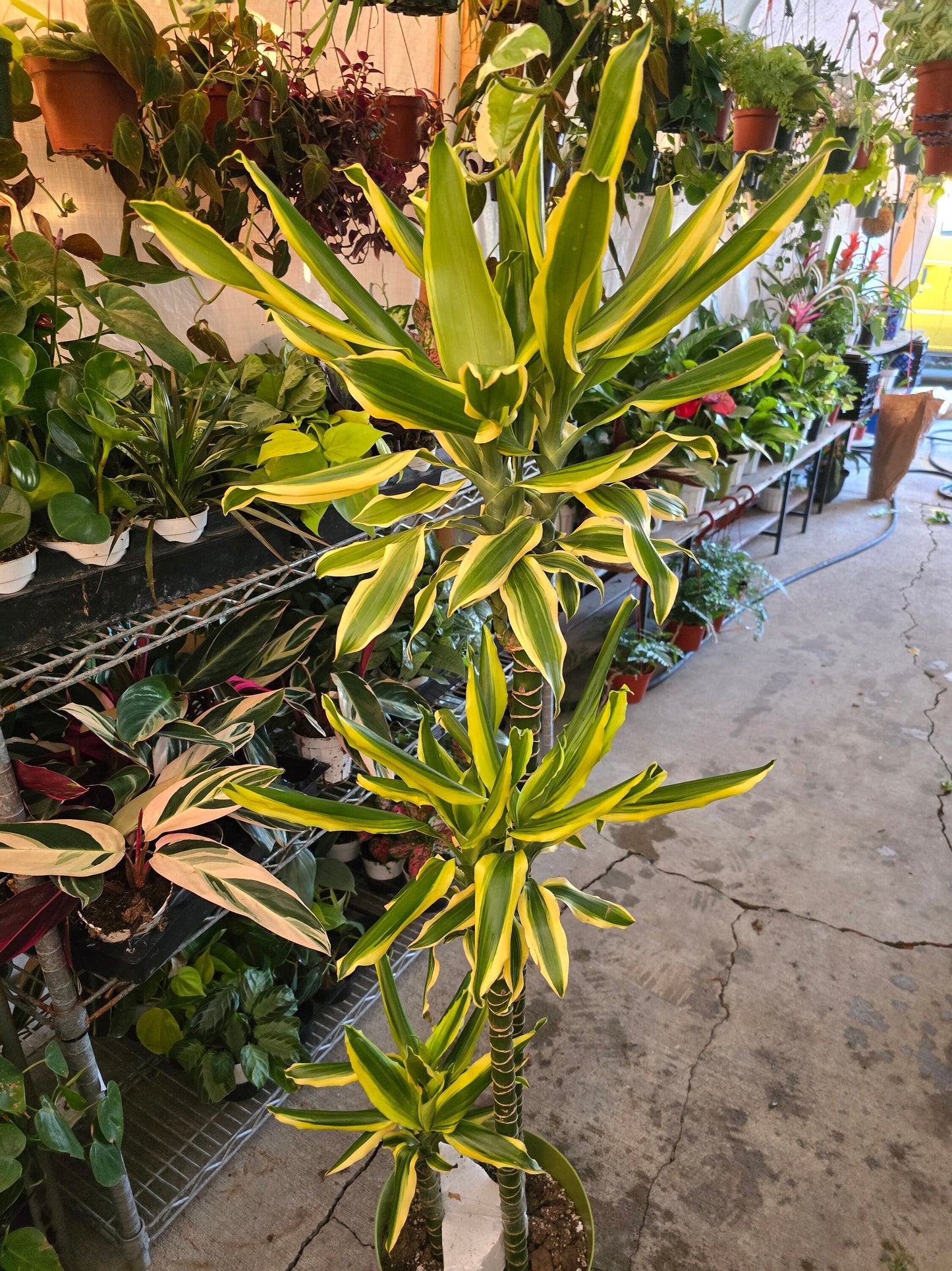 10 Inch Pot - XL 4 ft tall Dracaena Del Sol - Variegated Corn Plant-easy care , low light - Get similar to the picture