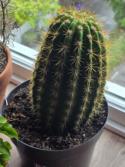 6 inch Pot - Big Cactus - Exact Plant! (Picture June 10, 2024)