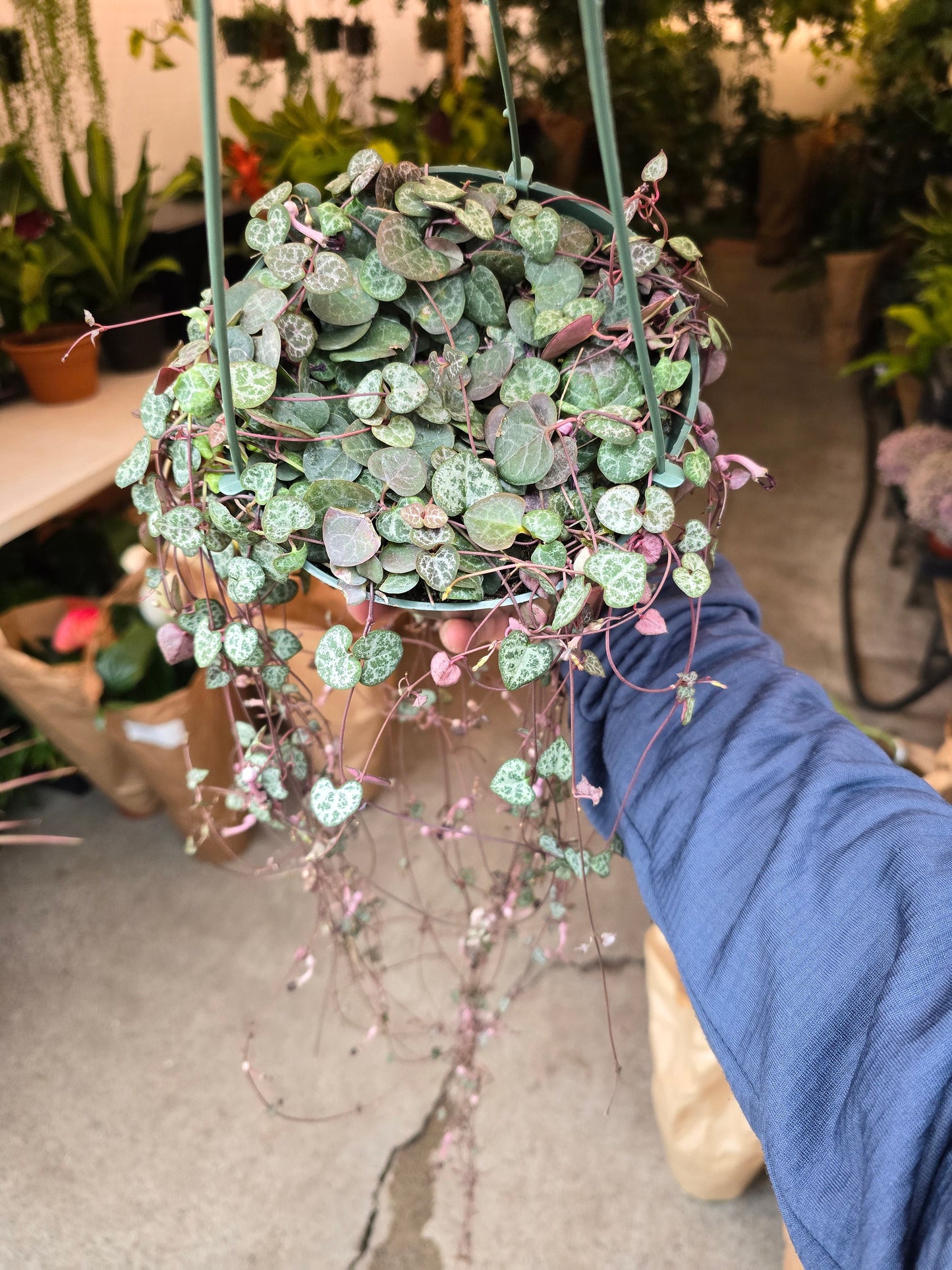 6 inch Pot - String of hearts Succulent, beautiful hanging plant indoor and outdoor - Get similar to picture