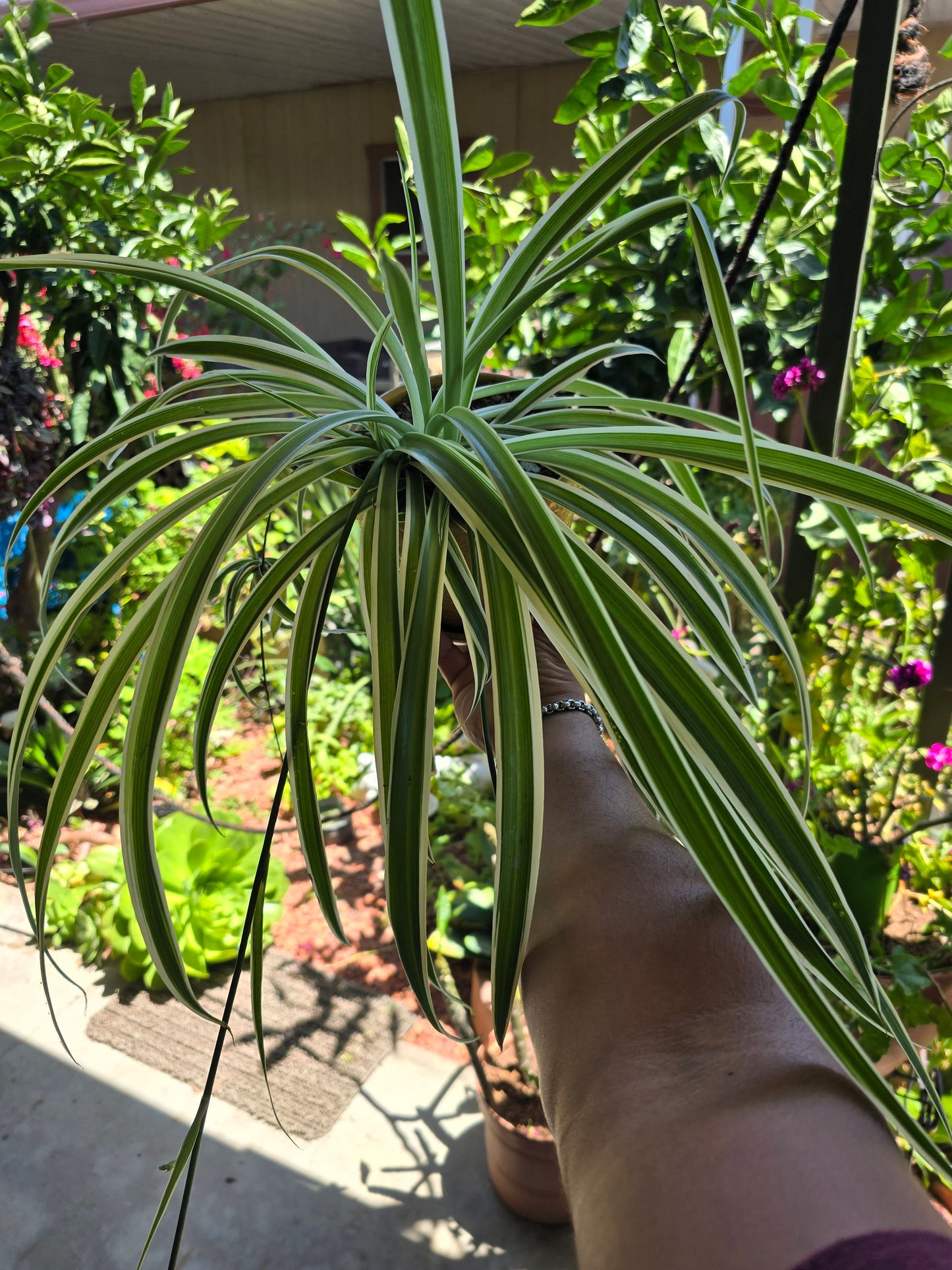 5 inch pot - Spider plant Reversed variegated  - Exact plant! Jun 22, 2024