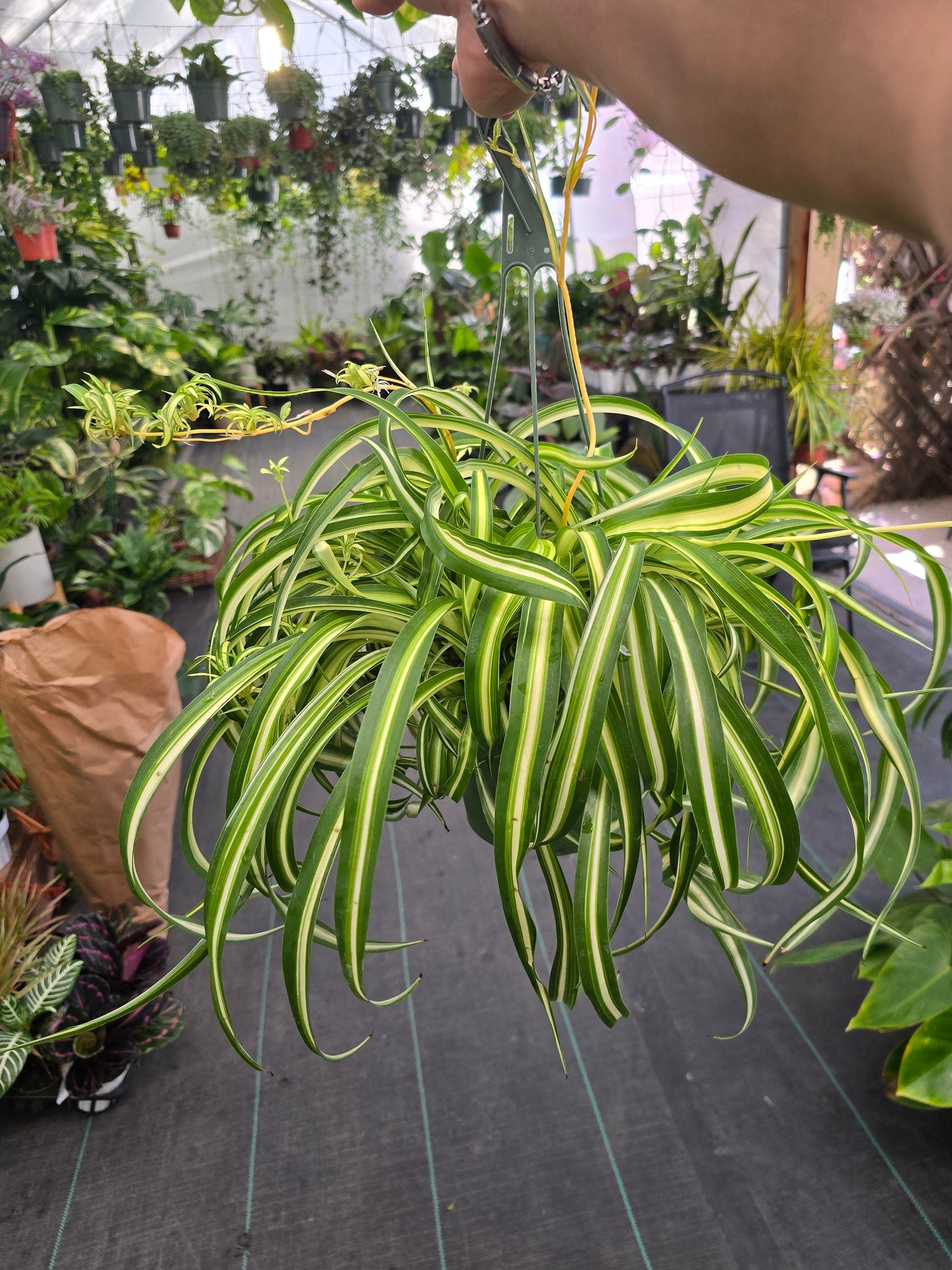 6 inch pot - Bonnie Curly Spider Plant - Live Tropical Houseplant, Perfect for Indoor/Outdoor Home and Office Decoration, Easy Care -Get similar