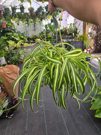 6 inch pot - Bonnie Curly Spider Plant - Live Tropical Houseplant, Perfect for Indoor/Outdoor Home and Office Decoration, Easy Care -Get similar