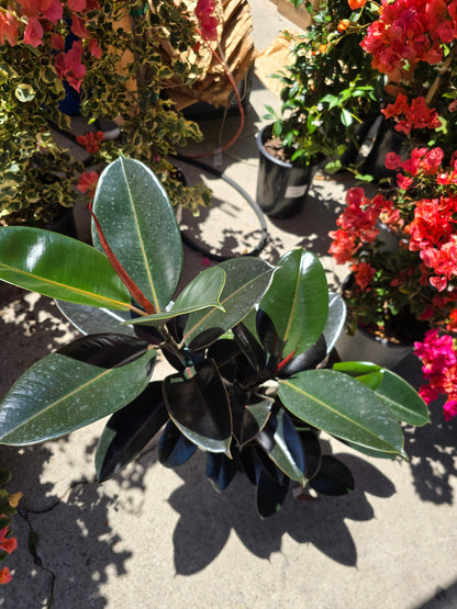 8" Pot - XL size Ficus elastica "Cabarnet" Variegated Rubber Tree - Get one similar to picture