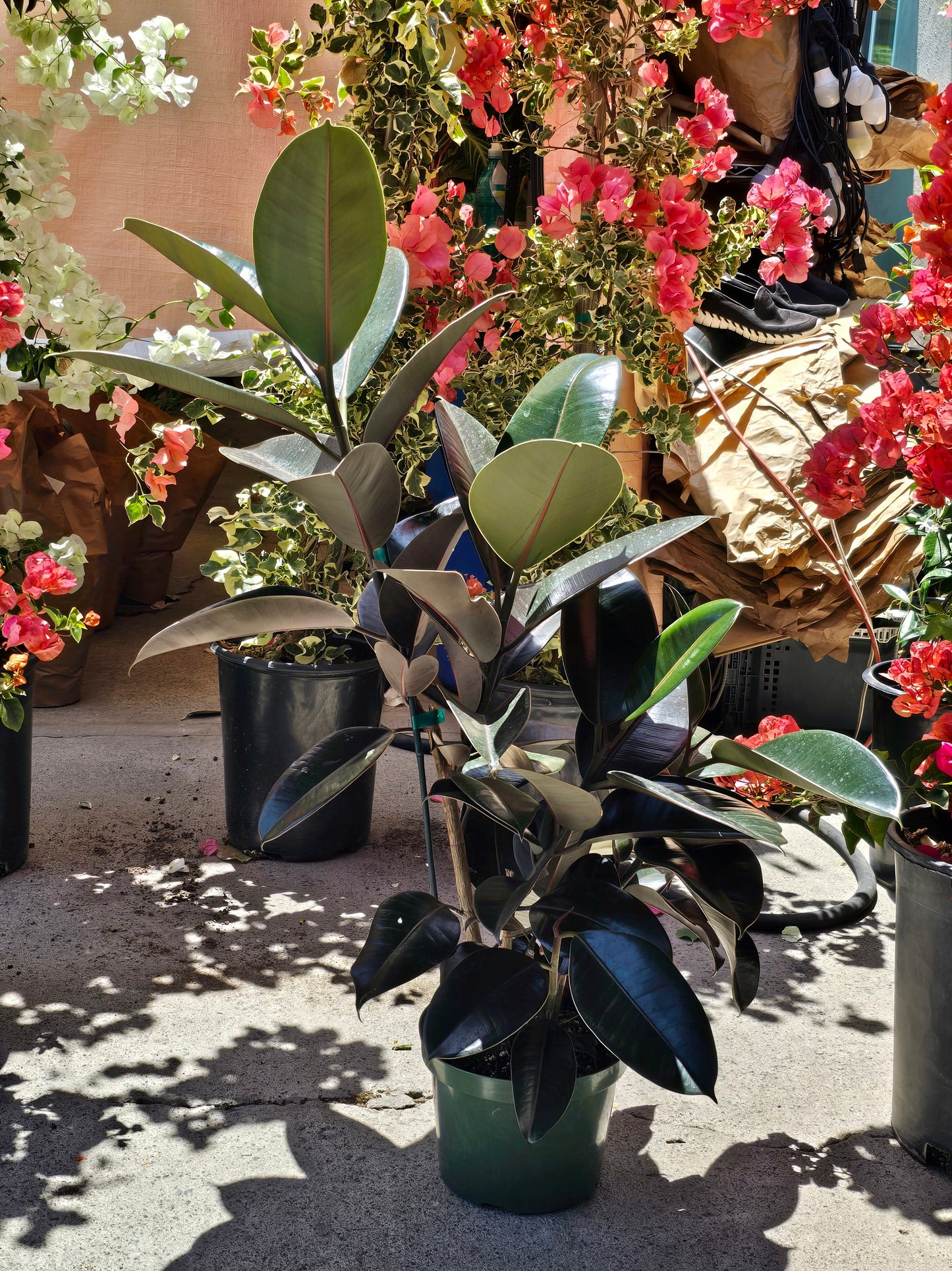 8" Pot - XL size Ficus elastica "Cabarnet" Variegated Rubber Tree - Get one similar to picture