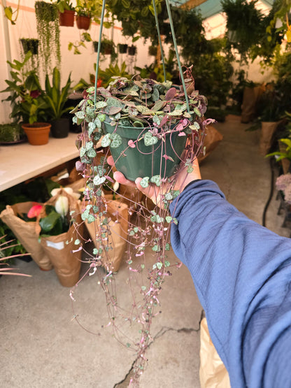 6 inch Pot - String of hearts Succulent, beautiful hanging plant indoor and outdoor - Get similar to picture